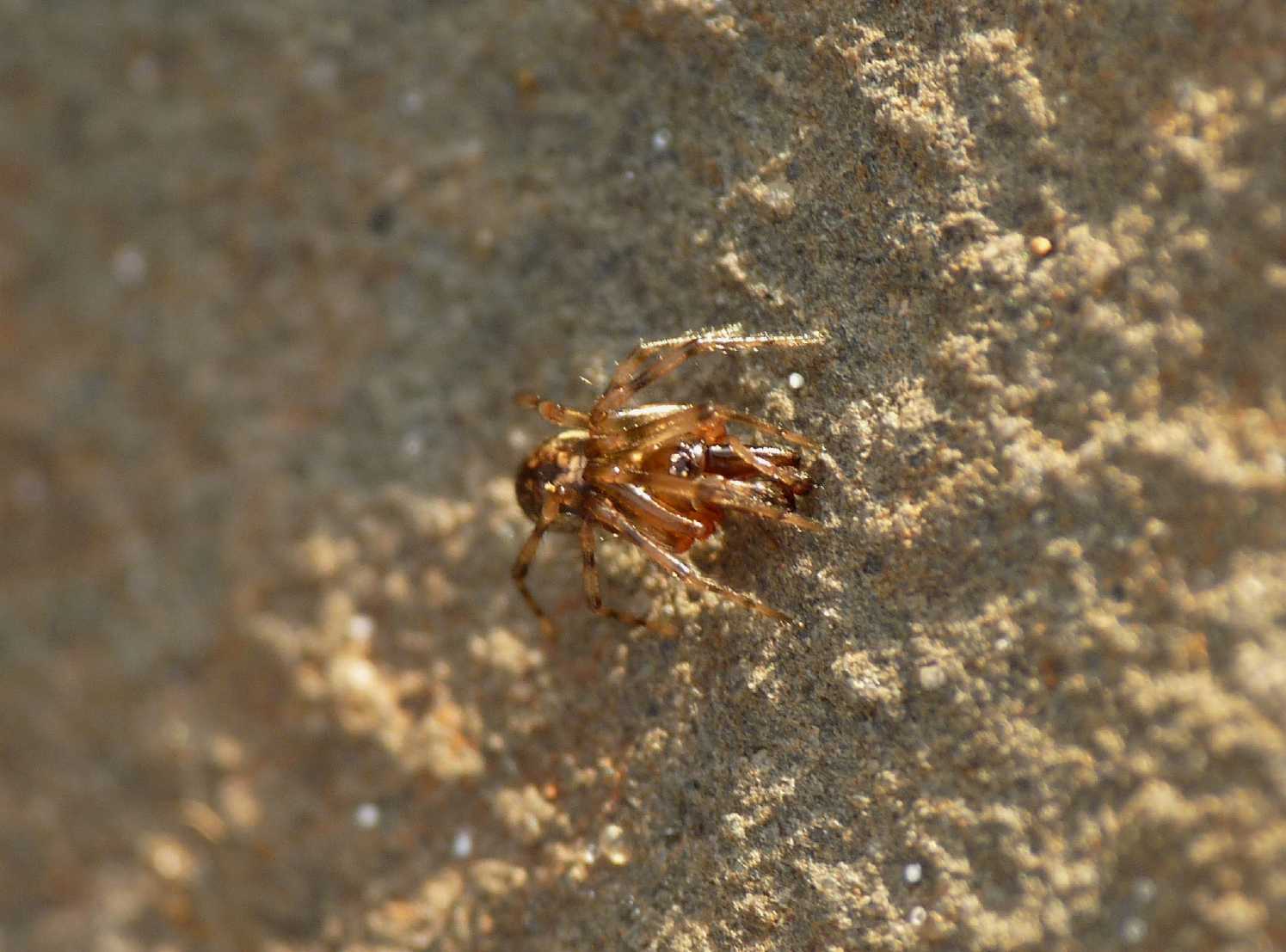 Enoplognatha sp.